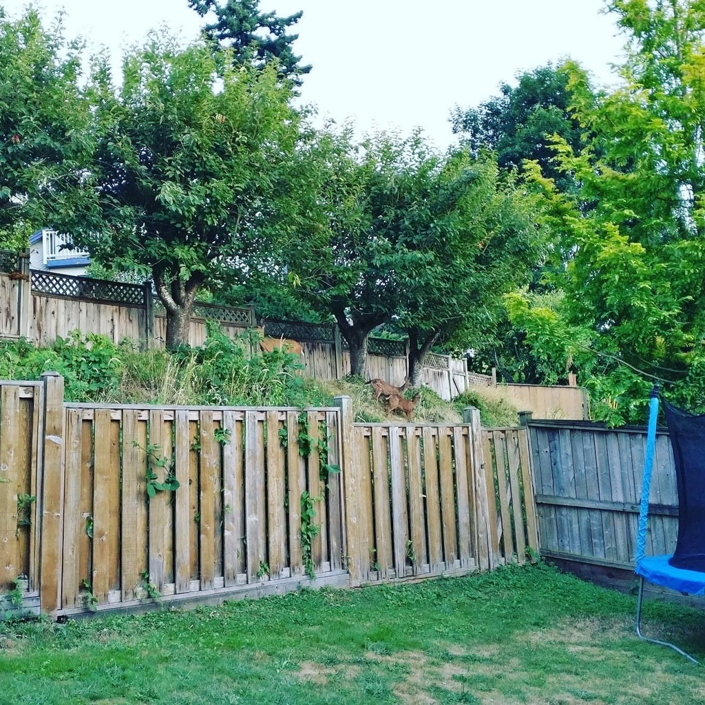 Love where I live, so many #deer that's here. Tonight saw 2 young deer suckling their mother. #wildlife