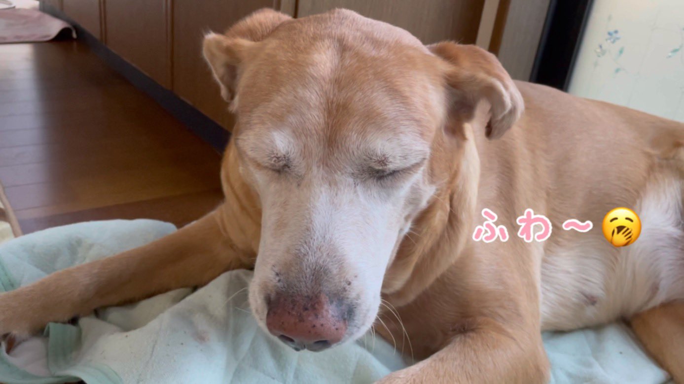 犬が首を傾げる音 Twitter Search Twitter