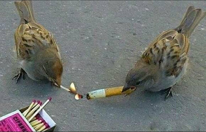 a cigarette pressed between her lips but im staring at her tits