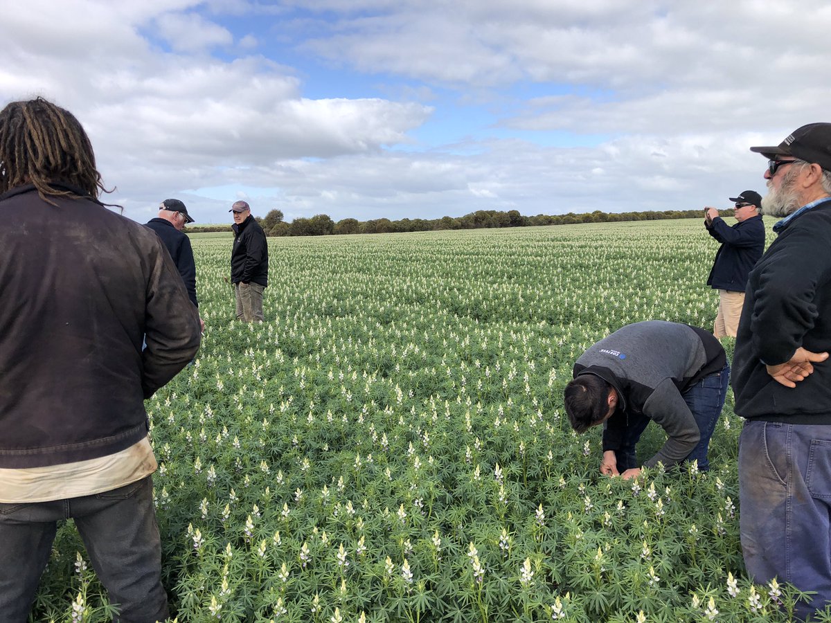 Nigel Routledge (@nigelroutledge) on Twitter photo Awesome day yesterday with a great bunch of growers and industry professionals at our Independent Rural Perenjori field walk. Some great trials and even better crops on show. Proud to be part of such a ripper business ๐ฑ๐ค๐ป @DavidGrayAglink <a href="/cmwsynergy/">Chris Wilkins</a> <a href="/IndependentRur1/">Independent Rural</a> Awesome day yesterday with a great bunch of growers and industry professionals at our Independent Rural Perenjori field walk. Some great trials and even better crops on show. Proud to be part of such a ripper business ๐ฑ๐ค๐ป @DavidGrayAglink <a href="/cmwsynergy/">Chris Wilkins</a> <a href="/IndependentRur1/">Independent Rural</a>