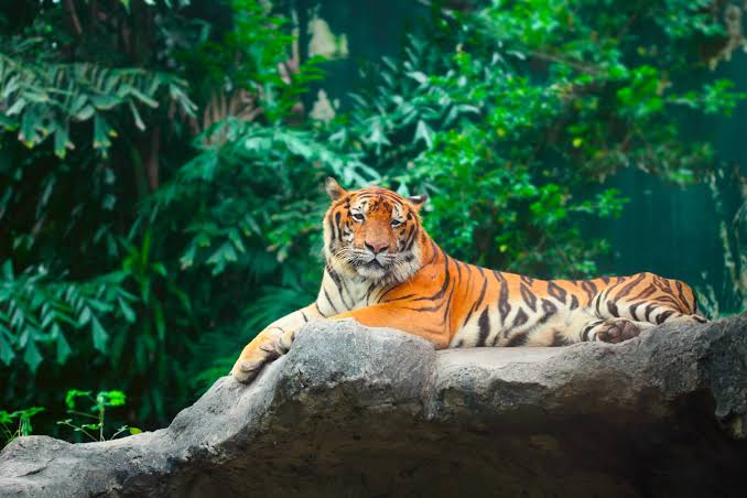 Krishnavallabhi's tweet photo. #InternationalTigerDay
Global Tiger Day  is observed on 29th July every year to raise awareness about the declining population of wild cats and making efforts to conserve them. 
This year marks the 11th International Tiger Day.

#Theme2021 :"Their Survival is in our hands”. https://t.co/gDkAZrzDbb