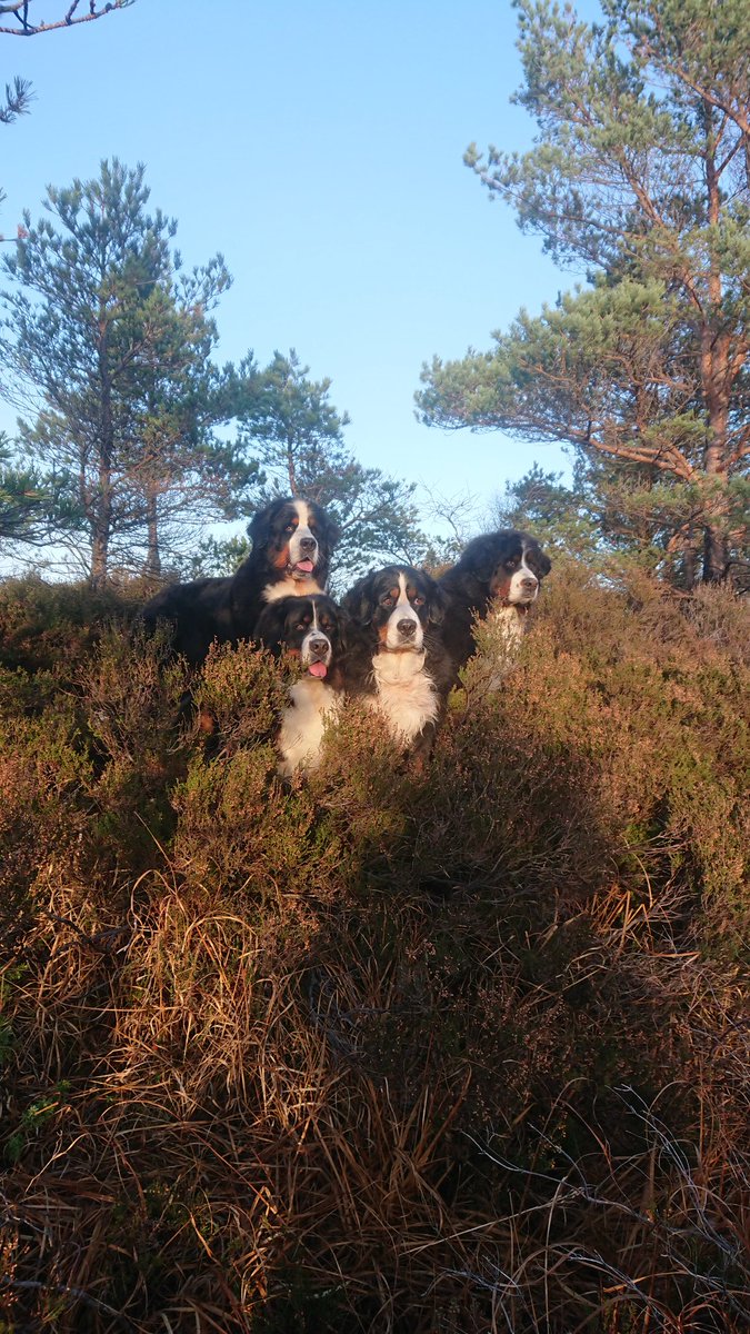 OFjeldberg's tweet photo. @grovtskadeverk En gang Berner, alltid Berner 😍 https://t.co/lVFxQAfC6V