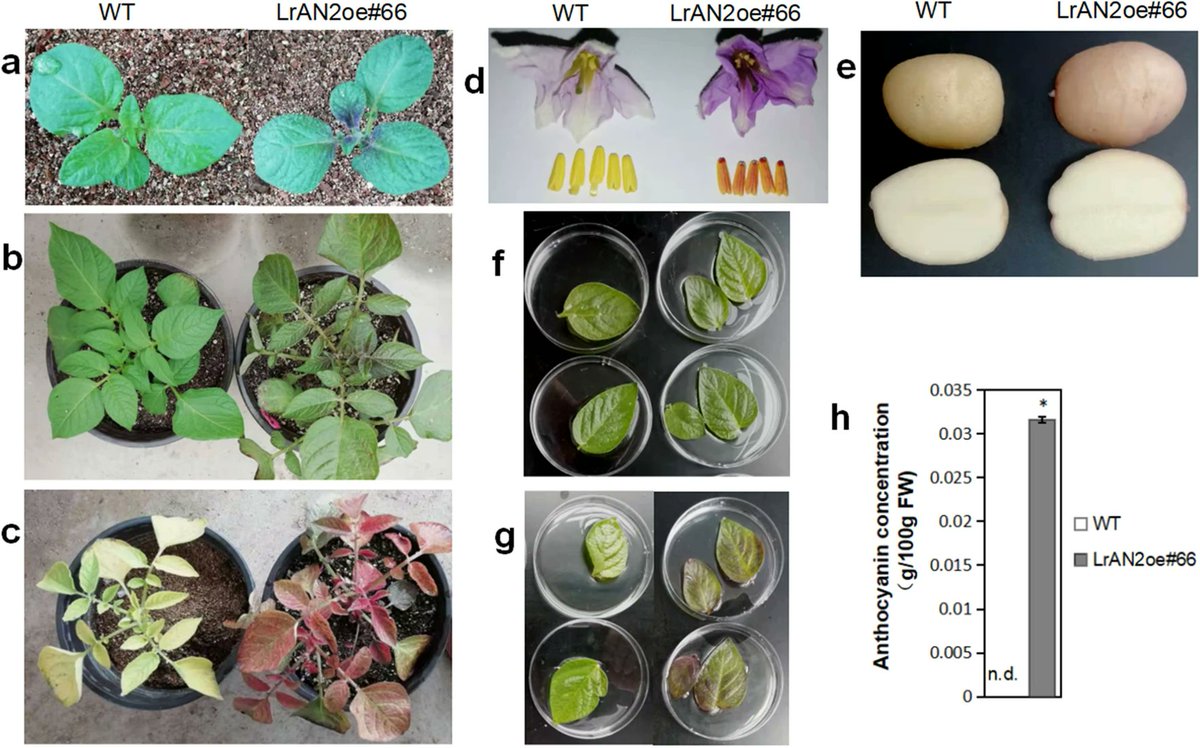 Recently published: Ye et al. 'The MYB transcription factor LrAN2 from Lycium ruthenicum regulates the biosynthesis of anthocyanins and glycoalkaloids in potato.'

#PCTOC #TranscriptionFactor

link.springer.com/article/10.100…