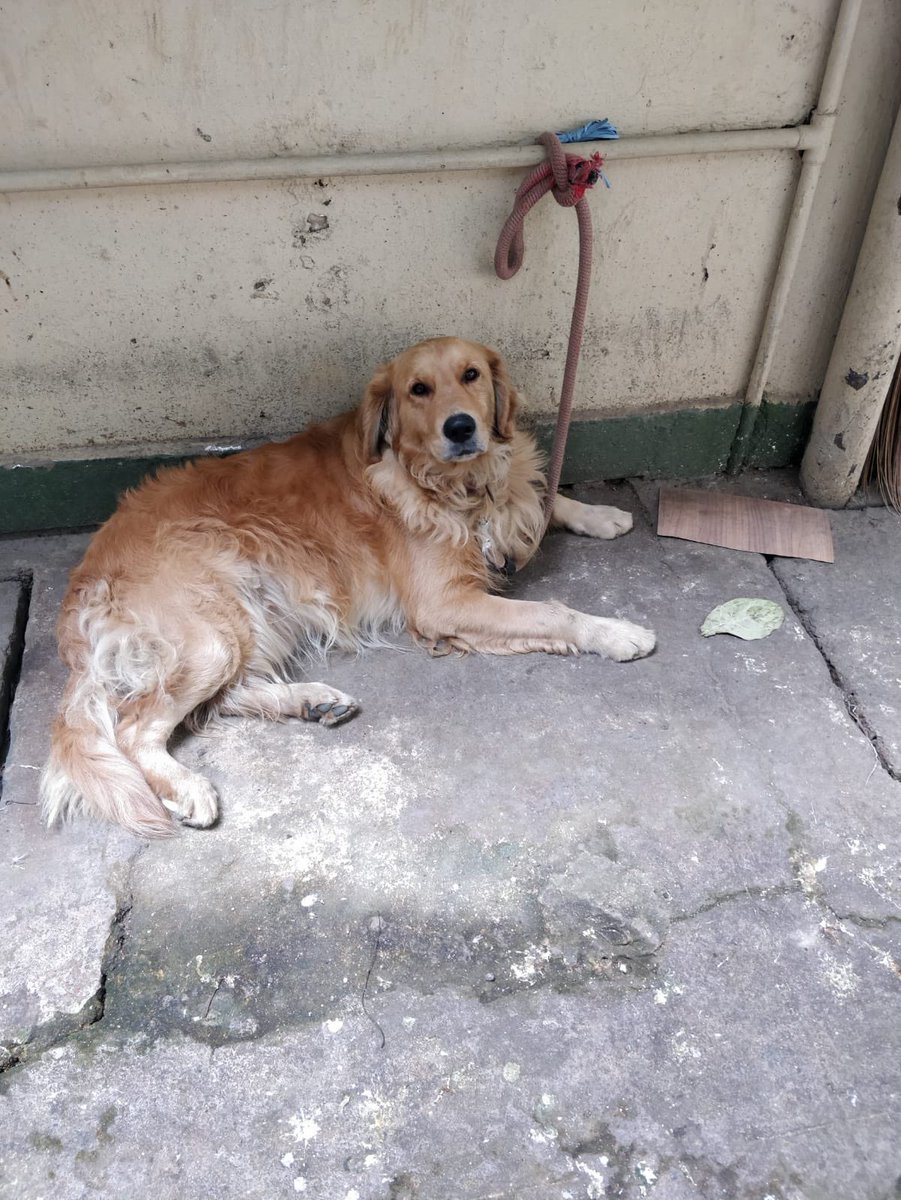 lakshmisharath's tweet image. Lost dog alert . Has anyone lost their pet ? Found this boy roaming around Sadashivnagar near the playground near Purna Pragya school . Please RT and DM me if you want more details . Thanks #Bangalore #lostdog #dog