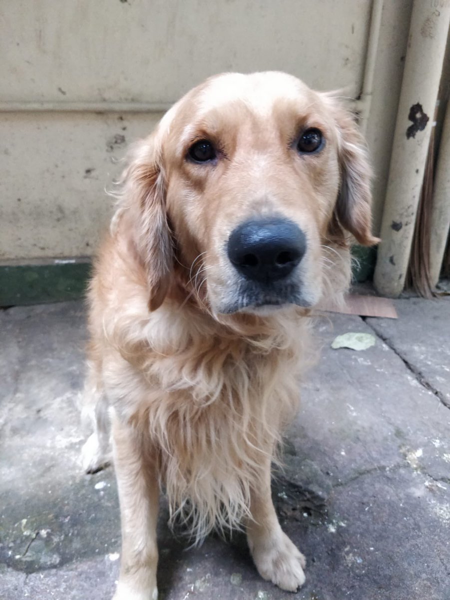 lakshmisharath's tweet image. Lost dog alert . Has anyone lost their pet ? Found this boy roaming around Sadashivnagar near the playground near Purna Pragya school . Please RT and DM me if you want more details . Thanks #Bangalore #lostdog #dog