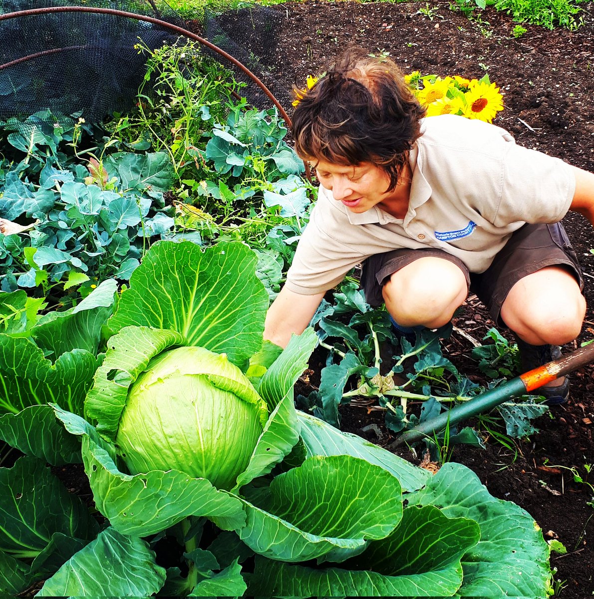 Hilary, the Kitchen Garden Manager,  wrestling with a Belarusskaya 455 and it tasted great! 😋
#gyo #loveveg #vegetablegarden #veggardener #historicgarden #gardens #vegetables #gardening