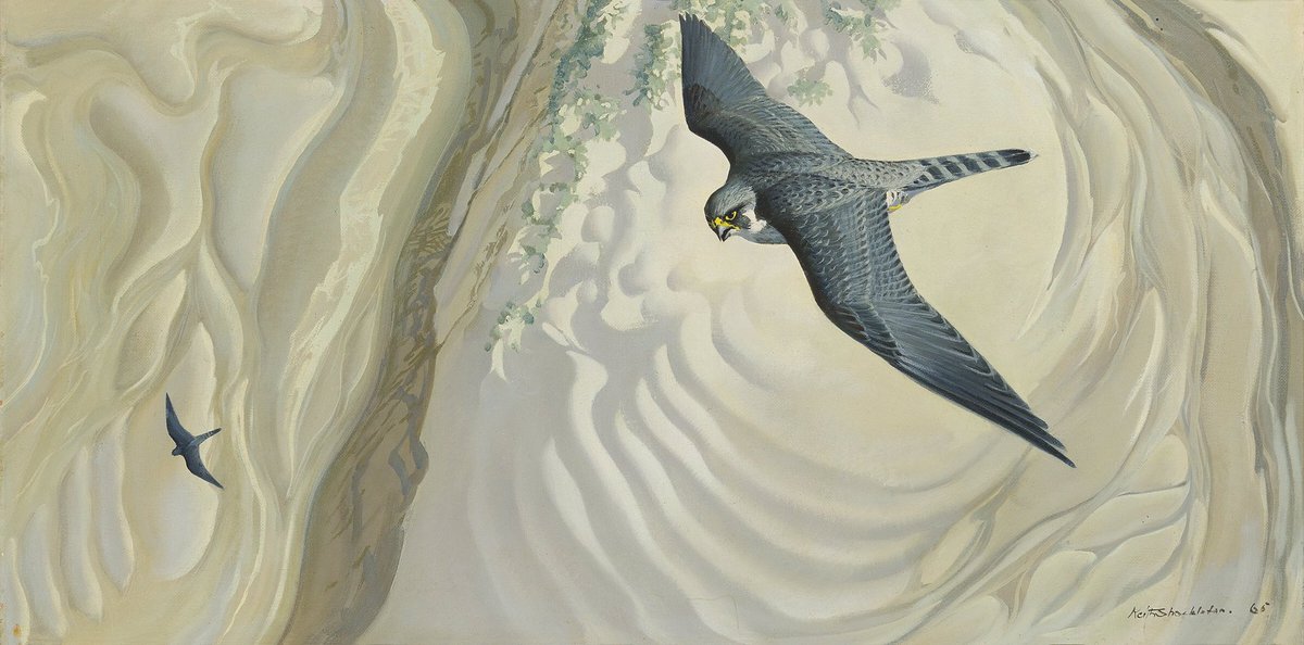 birdsinhaiku's tweet image. Some pictures from my blog ...

A bird painting by Keith Shackleton MBE (1923–2015), a British painter perhaps best known for his large-scale, realistic depictions of the unforgiving landscapes of Antarctica and the Arctic.

#WildlifeArtists #KeithShackleton #PeregrineFalcon