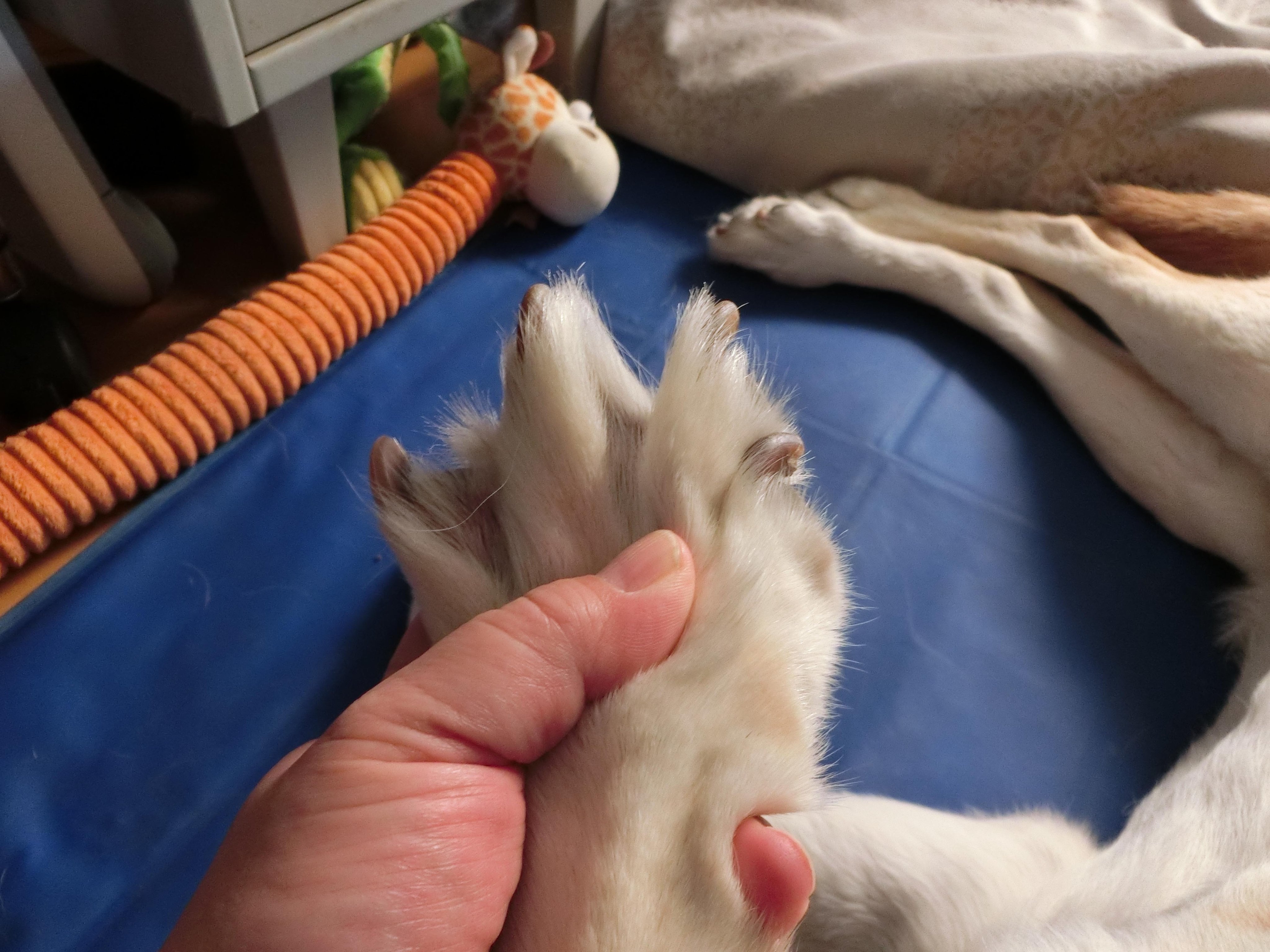 生姜谷わさび ラブラドール の肩関節はとっても柔らかい 一般的に犬の前脚って前後にしか動かないのだけど ラブラドールは泳ぐ時に水がかきやすいように 肩関節の可動域がこんなに広い という説が有る 肋骨広いのも浮きやすい様にとか 指の間に