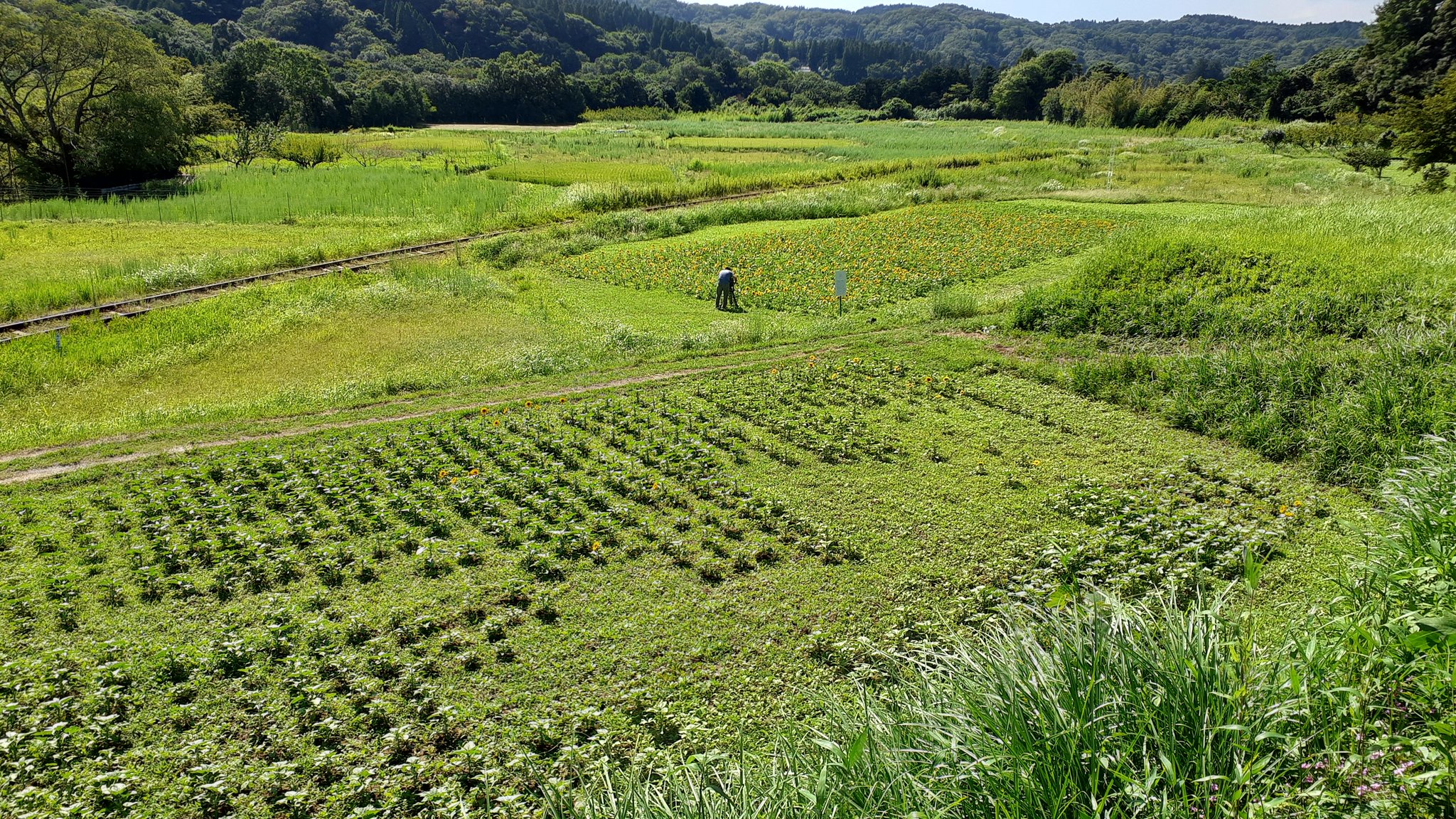 養老渓谷観光協会 石神のひまわり畑 菜の花畑 です 今年は2面の畑に4千株以上を 千葉銀行 小湊鉄道 石神菜の花会 市原dmoの皆様のご協力により 植えて頂きました 手前はまだこれからですが 奥側の一面は開花し始めています 列車がまだ通らないの