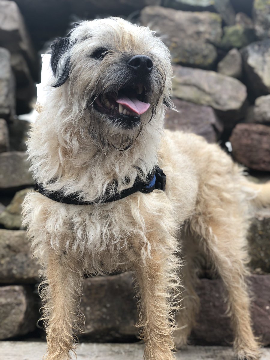 RuftopAdventure's tweet photo. Had fun wif dad going up da hills. #borderterrier #BTPosse #oldbutyoung #12yearsold https://t.co/BBeqVnUCjt