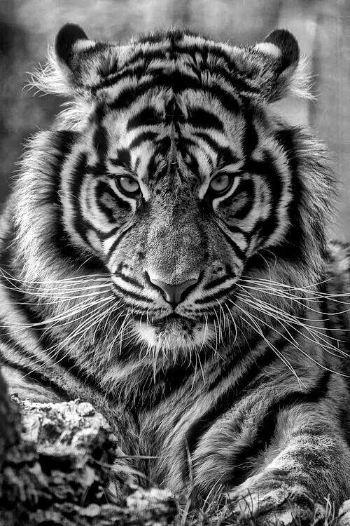 HandoutFoundat1's tweet photo. #InternationalTigerDay 

The combination of 
grace,
strength,
agility, 
and enormous power

 is reason why it is the NATIONAL ANIMAL of India 🇮🇳 https://t.co/VQH5JTILYq