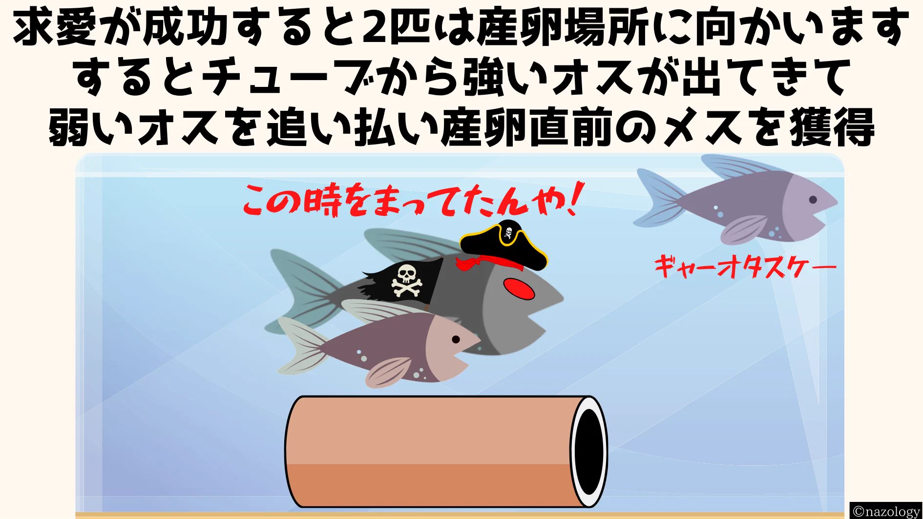 他のオスに求愛行動を代行させる！？強い魚のオスになると求愛海賊行為をする！