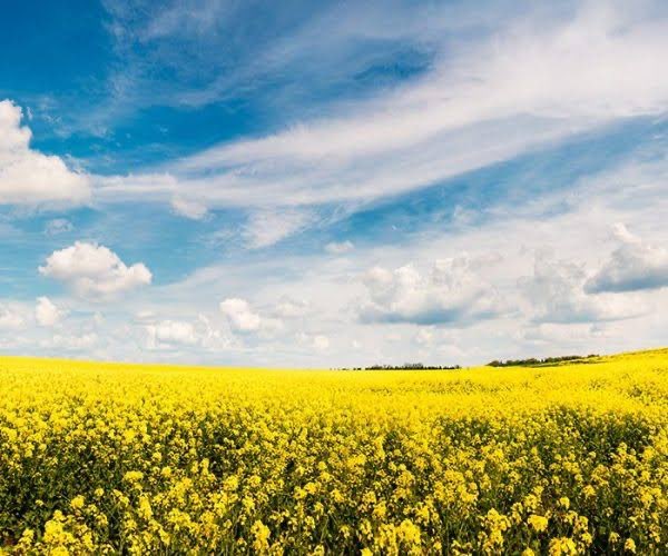 Looking for a harvest contractor with either a large capacity machine to Direct Head 400ha of canola or a smaller machine to work along side mine Early November.
RT appreciated.
Located Arthur River WA.