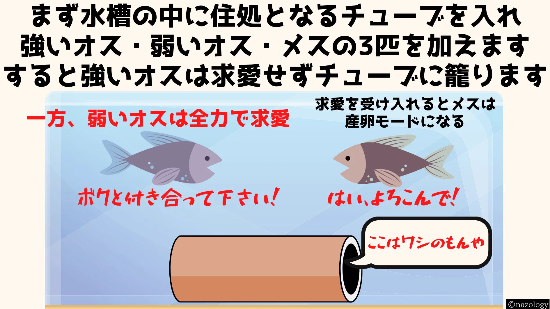 他のオスに求愛行動を代行させる！？強い魚のオスになると求愛海賊行為をする！