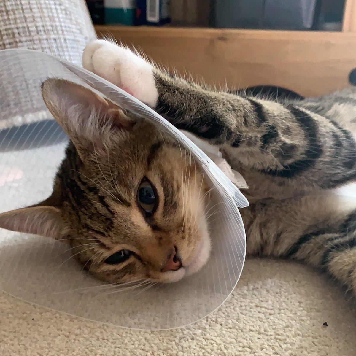 Helen Pickworth tweet media