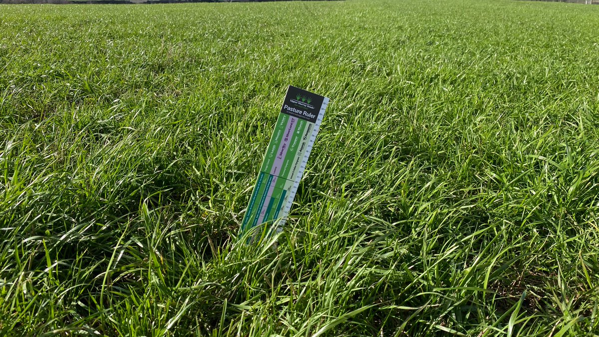 UMSeeds's tweet photo. Clear blue skies for the Tassie team today &amp; spectacular growth coming from this #Atomic Annual Ryegrass production site in Cressy. Atomic is a mid-maturing annual tetraploid, that is exceptionally fast out of the ground with prolific winter growth! https://t.co/Np7z4BkcbQ #tasag https://t.co/vu20mOvytK