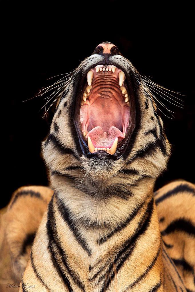 Today is his day, Proud of my nation to be owning the 70% of this majestic animal and my state #Karnataka to be the second highest in the country. Hope to see their population grows at the rate of Humans. #saynotopoaching #InternationalTigerDay