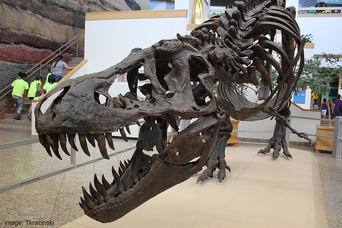 In 2020, the most expensive dinosaur fossil ever sold at auction went for a whopping £24 million: Stan the T. rex.

Estimated to be about 66 million years old, Stan is an extraordinary, nearly-complete specimen. 

This incredible fossil is now in the hands of a private collector.