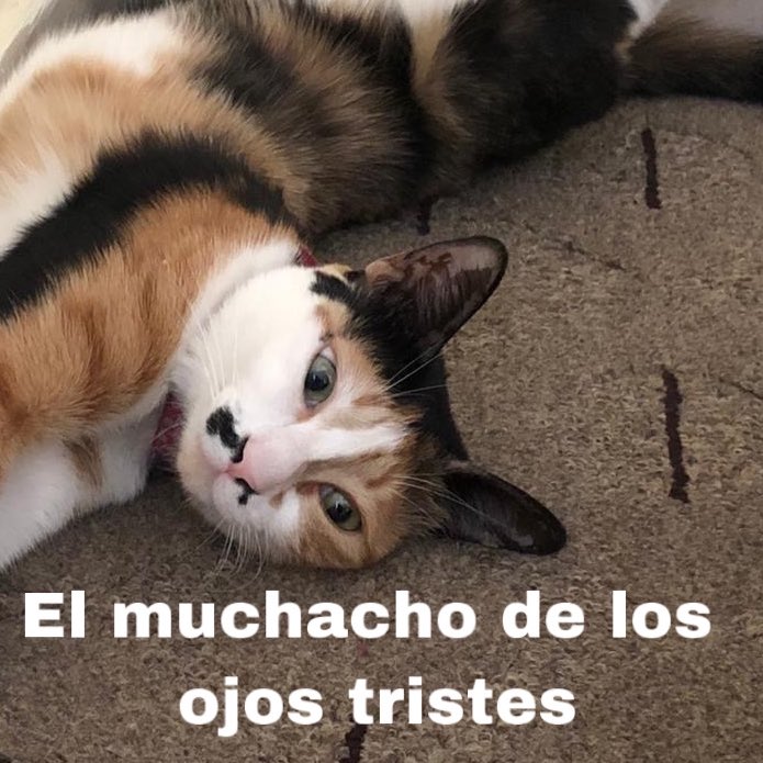 angypixie's tweet image. 