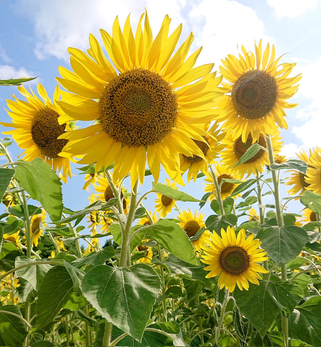 ট ইট র うりん ヒマワリは英語でダンテライオン って中学生の頃ずっと思い込んでた たてがみの勇ましさってヒマワリと似てるし
