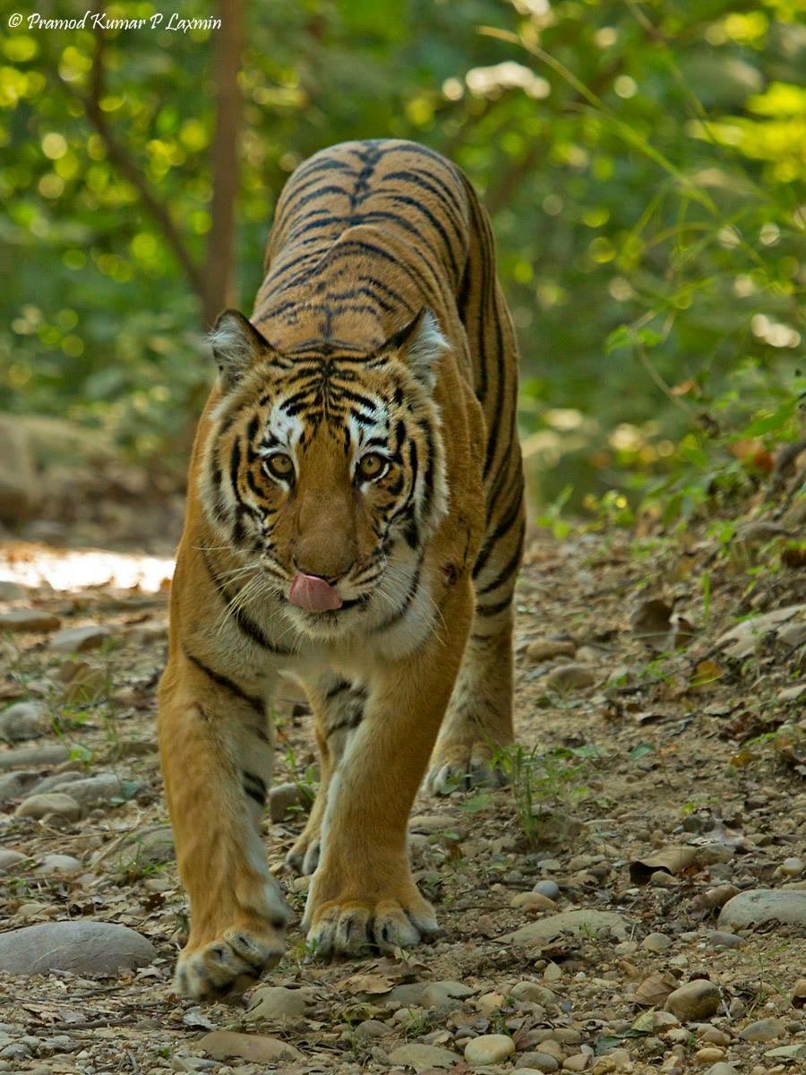 Panthera Tigris-Global Tiger Day #BirdPortraits #SaturdayStripes #IndiAves @IndiAves @Britnatureguide @reader_wanderer @DrDeepakKrishn1 @ThePhotoHour #NaturePhotography #naturelovers #birdwatching #tiger #BBCWildlifePOTD #Luv4Wilds #bigcat