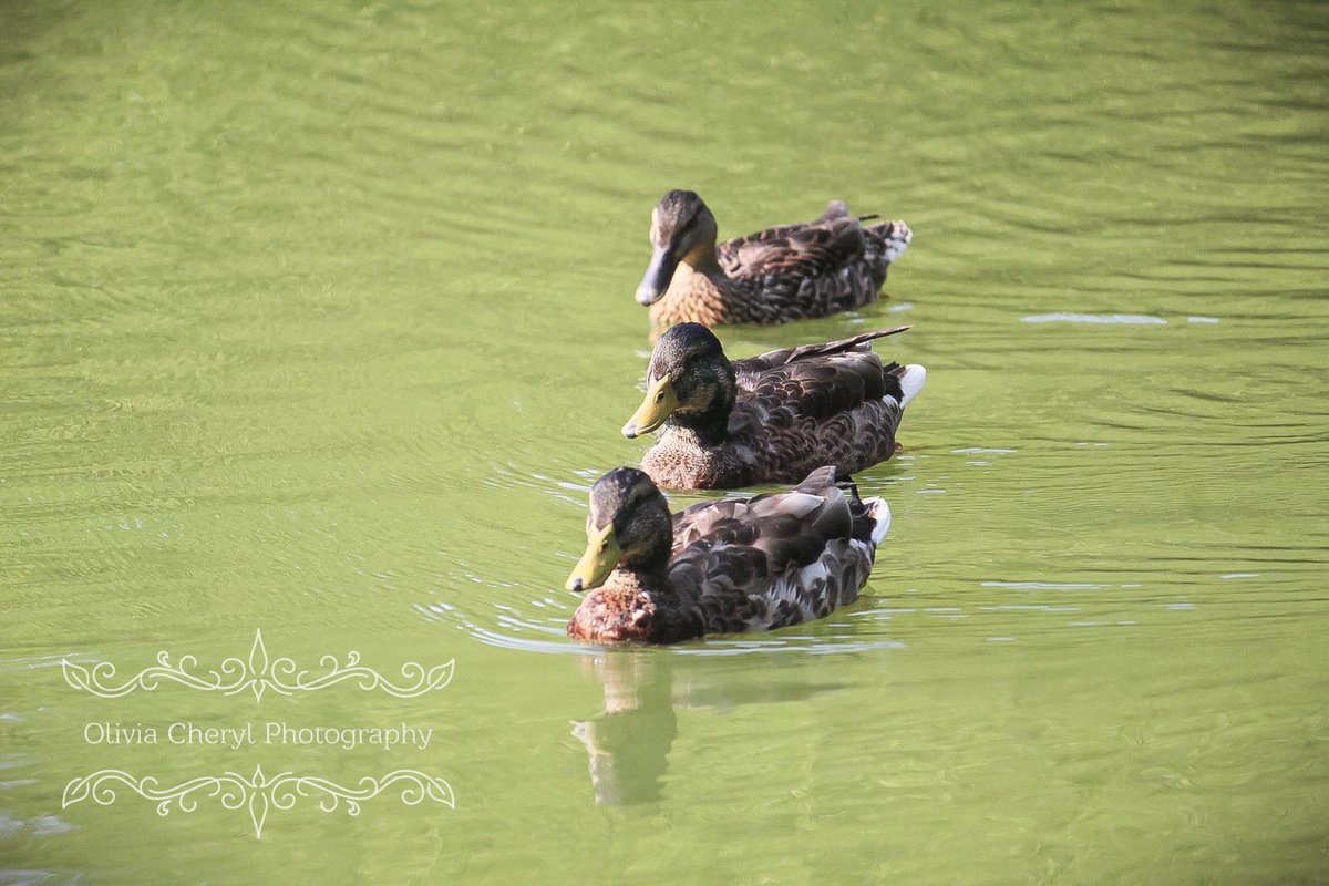 🌷🪻 Jenny 🐕‍🦺💕 tweet media