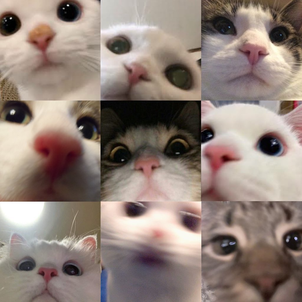 vminiclub's tweet photo. cats when they see or open a camera https://t.co/9XuXaQeBFK