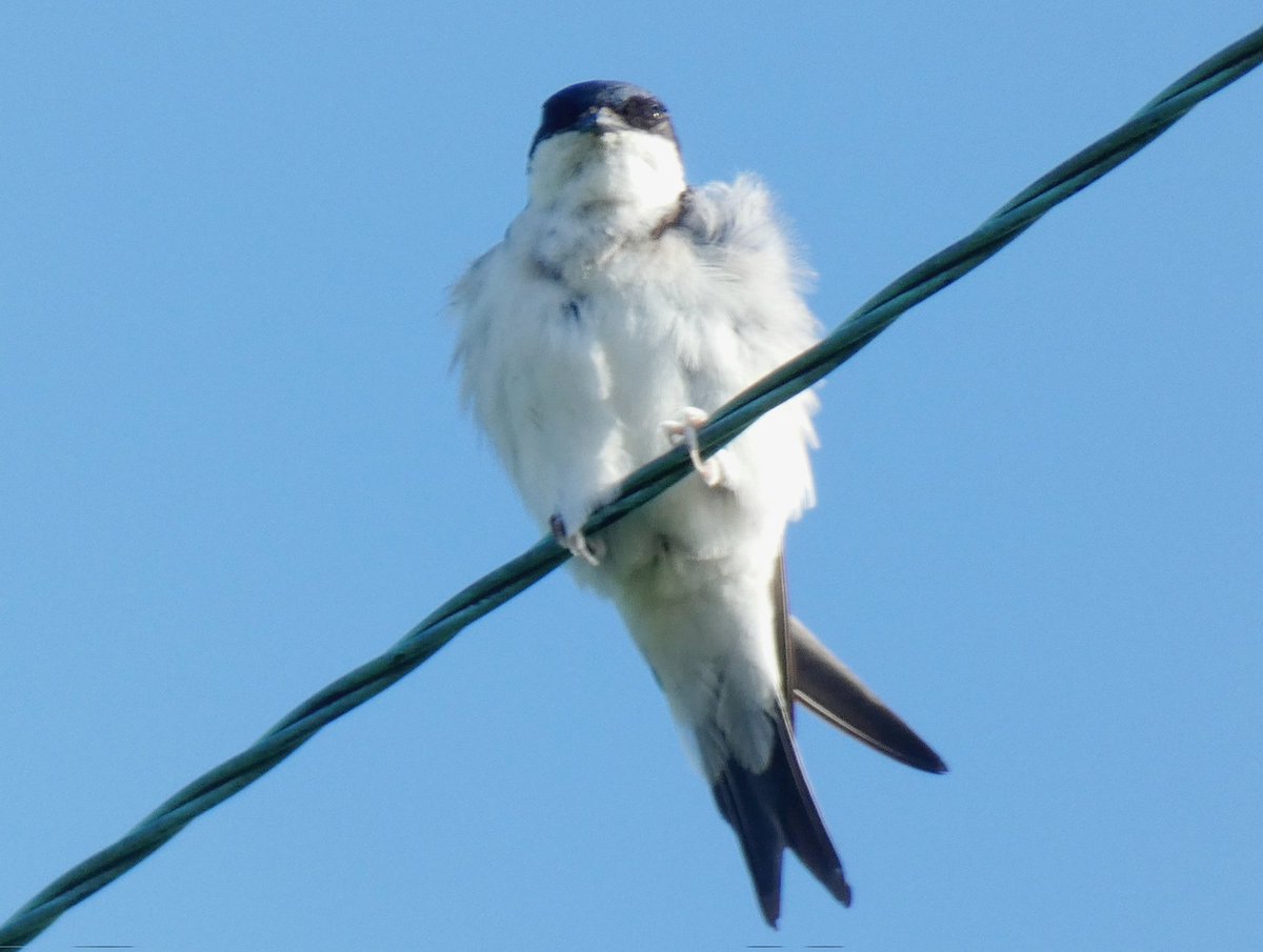 Feathers ruffled for this House Martin #birdwatching #gwentbirds #TwitterNatureCommunity #Luv4Wilds #NaturePhotography