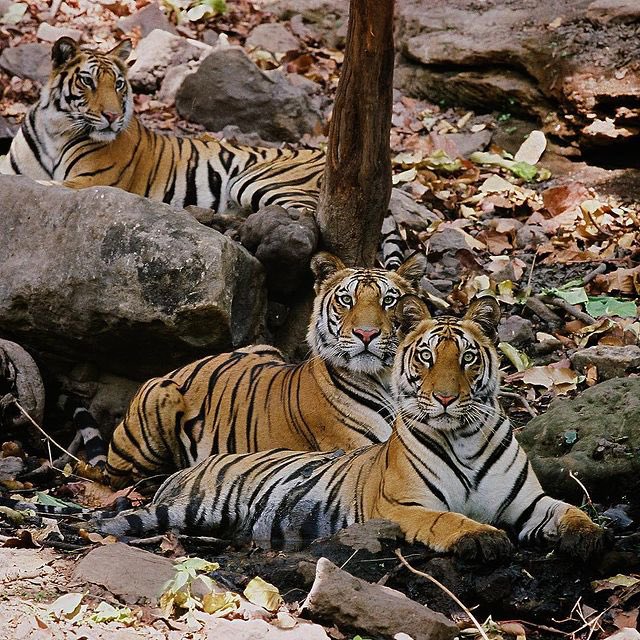 OfficeofUT's tweet photo. Enthralling moments captured 📸 by
Chief Minister Shri. Uddhav Balasaheb Thackeray.

 #InternationalTigerDay https://t.co/VGVr9gR315