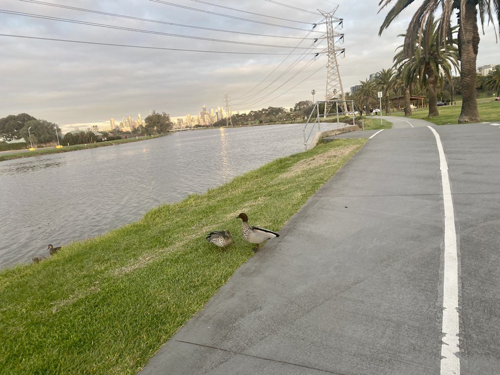 allinote's tweet image. So thrilled to be tuning into #humanlearningsystems with @tobyjlowe  and @theasnow in the company of these more than human others on the lands on the Bunurong peoples!