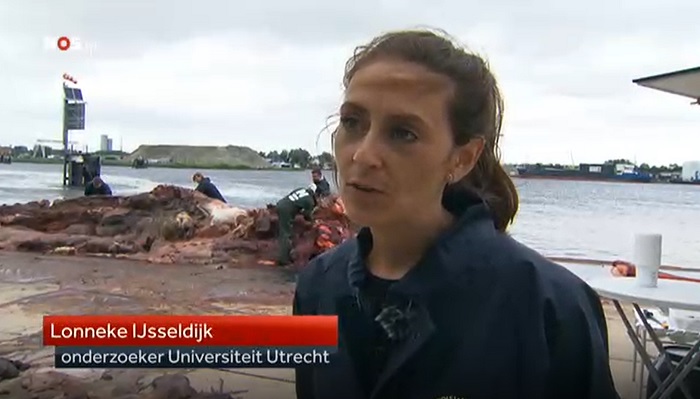 VET_UniUtrecht's tweet photo. Wat willen we precies te weten komen met de autopsie van de #vinvis in #Terneuzen? Onderzoeker Lonneke IJsseldijk vertelt erover bij het Jeugdjournaal https://t.co/pYGSEAFnj5 (vanaf 06:44 min)
Zie voor de eerste, voorlopige conclusies van het onderzoek: https://t.co/Irwbyr6luO https://t.co/OP7xVnK8k5