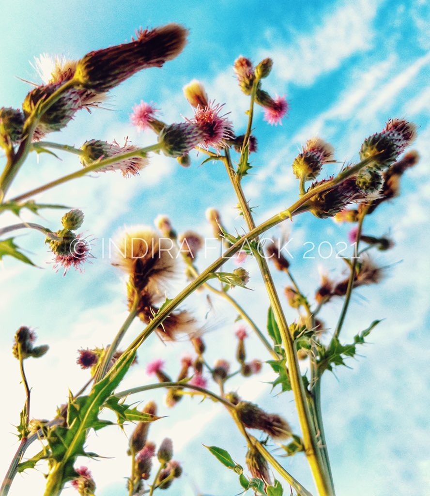indiraflack's tweet photo. Prickles
.
.
#dailyexercise #nature #flower #prickles #thistle #bluesky #surrey #photography #art #framesmag #savetheartsuk https://t.co/KqRmQvh8VQ