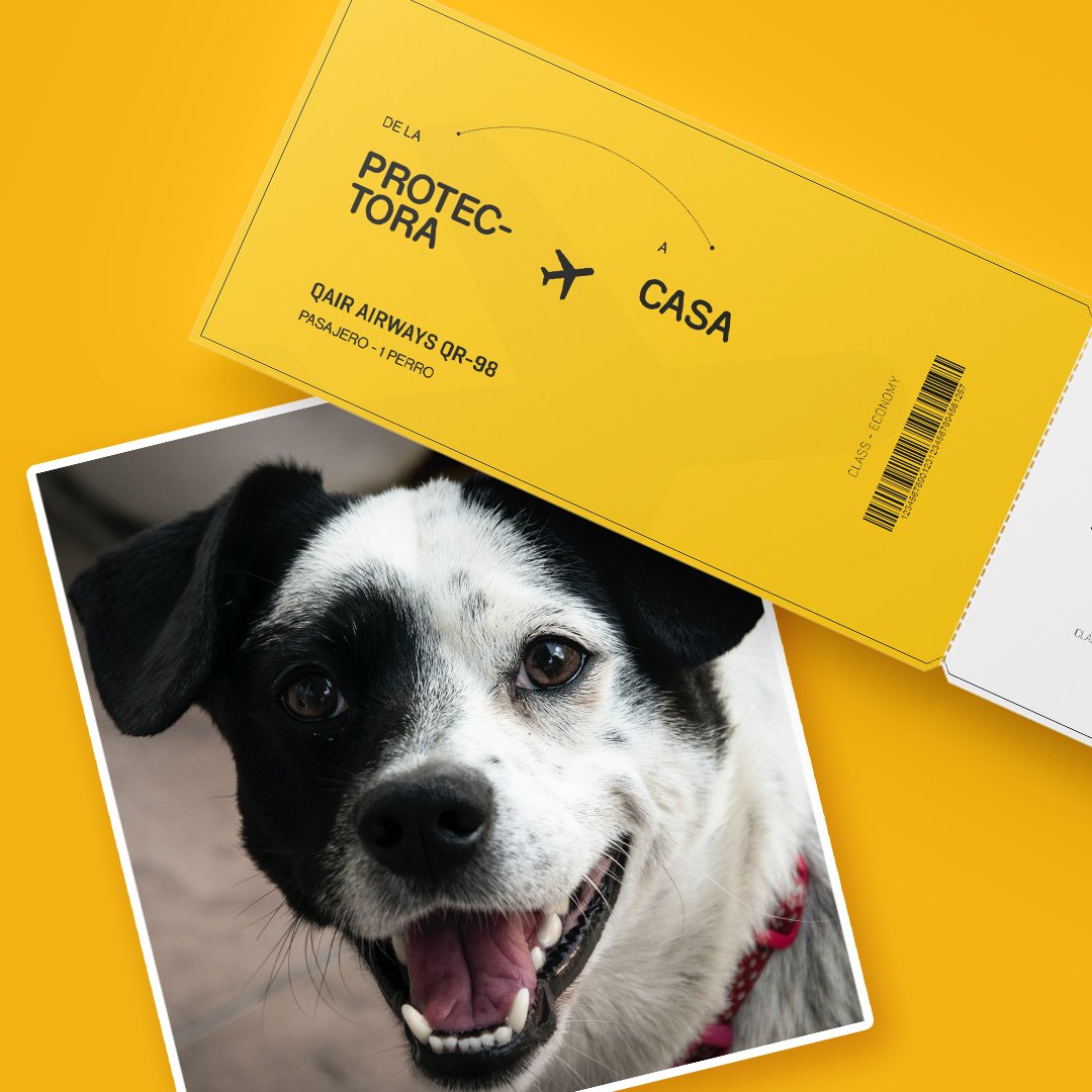 Hay perros que están deseando tener un billete de vuelta. Adopta para que puedan volver a un hogar.