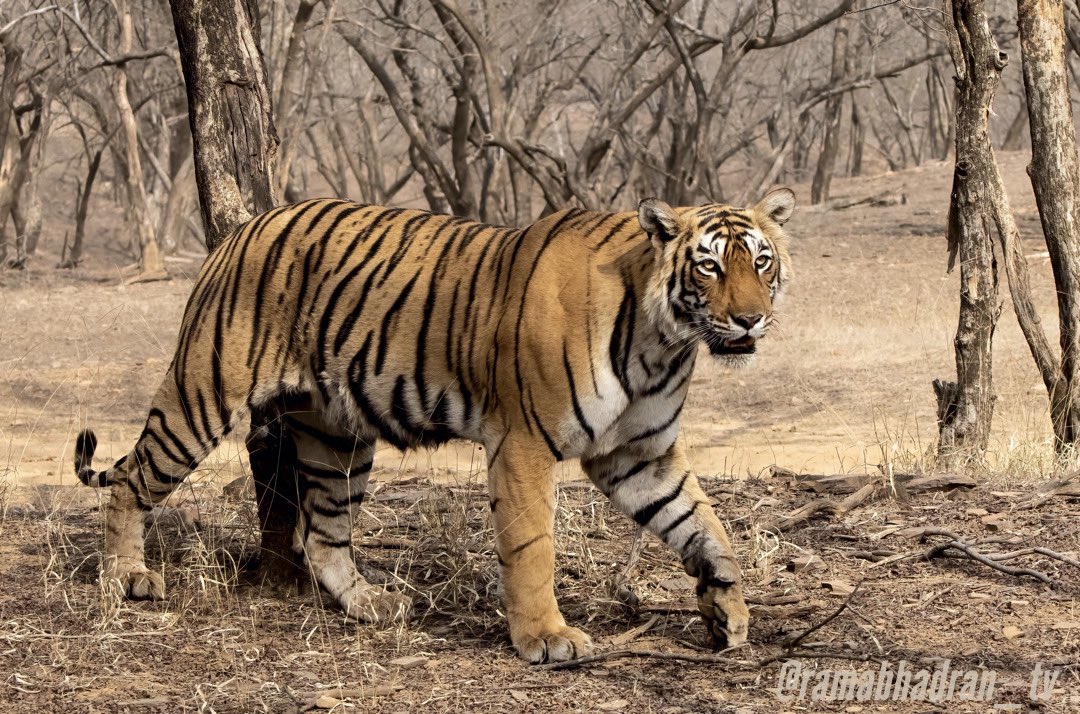Arrow head Ranthambore #tigers #InternationalTigerDay #natgeo #NaturePhotography #IndiAves #birdwatching #InternationalTigerDay2021 #Luv4Wilds #canonphotography #nature @ranthamborepark