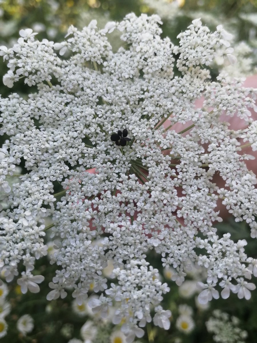 Urban Productive Ecosystems (@uecosystems) on Twitter photo Dritte Runde Feldarbeit in Berlin. #FunFact Die wilde Möhre Daucus carota täuscht mit ihrer lila Blüte Insektenbesuch vor, dadurch werden #Bestäuber wie #Käfer, #Fliegen und #Wildbienen angelockt @mfnberlin @naturblickmfn <a href="/TU_Muenchen/">TU München</a> Dritte Runde Feldarbeit in Berlin. #FunFact Die wilde Möhre Daucus carota täuscht mit ihrer lila Blüte Insektenbesuch vor, dadurch werden #Bestäuber wie #Käfer, #Fliegen und #Wildbienen angelockt @mfnberlin @naturblickmfn <a href="/TU_Muenchen/">TU München</a>