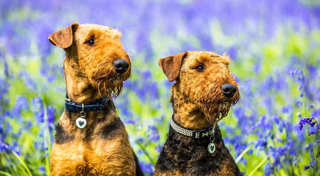 Tagiffany's tweet photo. SPEICAL OFFER 
Complete range of quality Pet ID Tags, whether your looking for contemporary,  traditional, modern Tagiffany have it
Would make a lovely gift or maybe early Christmas Shopping.

MESSAGE NOW DISCOUNT CODE https://t.co/NRdfITHhB4