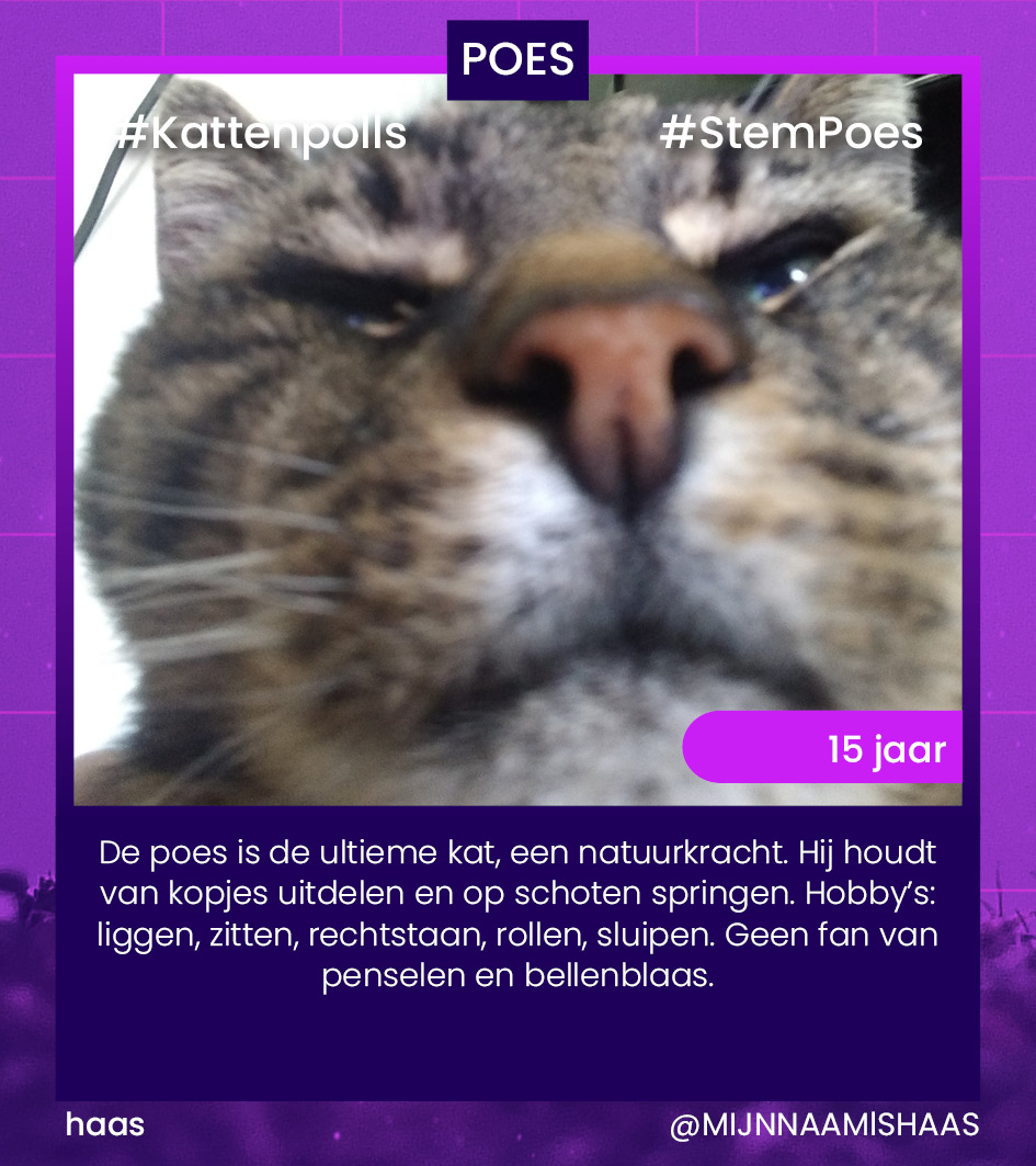 HALVE FINALE 2
1: Poef
2: Poes

#Kattenpolls
! Vote in de reply hieronder - may the best one win !