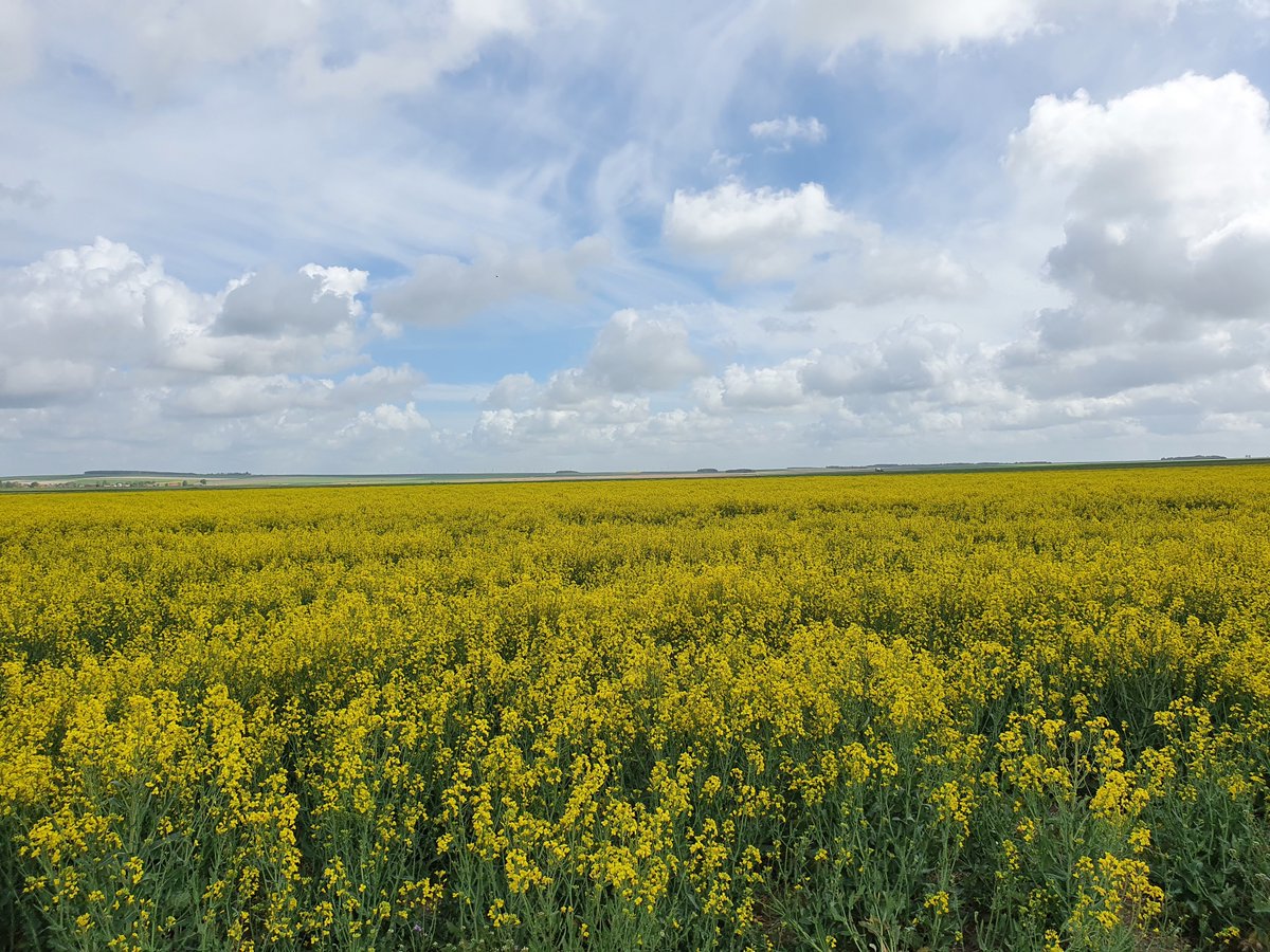grceta's tweet photo. Vous souvenez vous des colzas gelés de février? Je vous ai fait une petite vidéo (photos 📸) du suivi de ce colza au printemps 🧐 : https://t.co/D00fXyZt8v

Il a pu être récolté hier avec un résultat de 22 qtx/ha !

@terresinovia https://t.co/KLFP00tQ5n