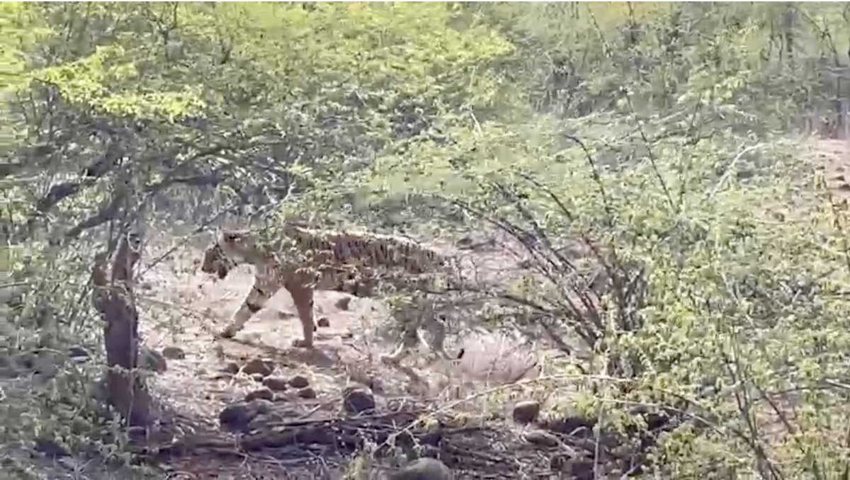 HussainYuman tweet media