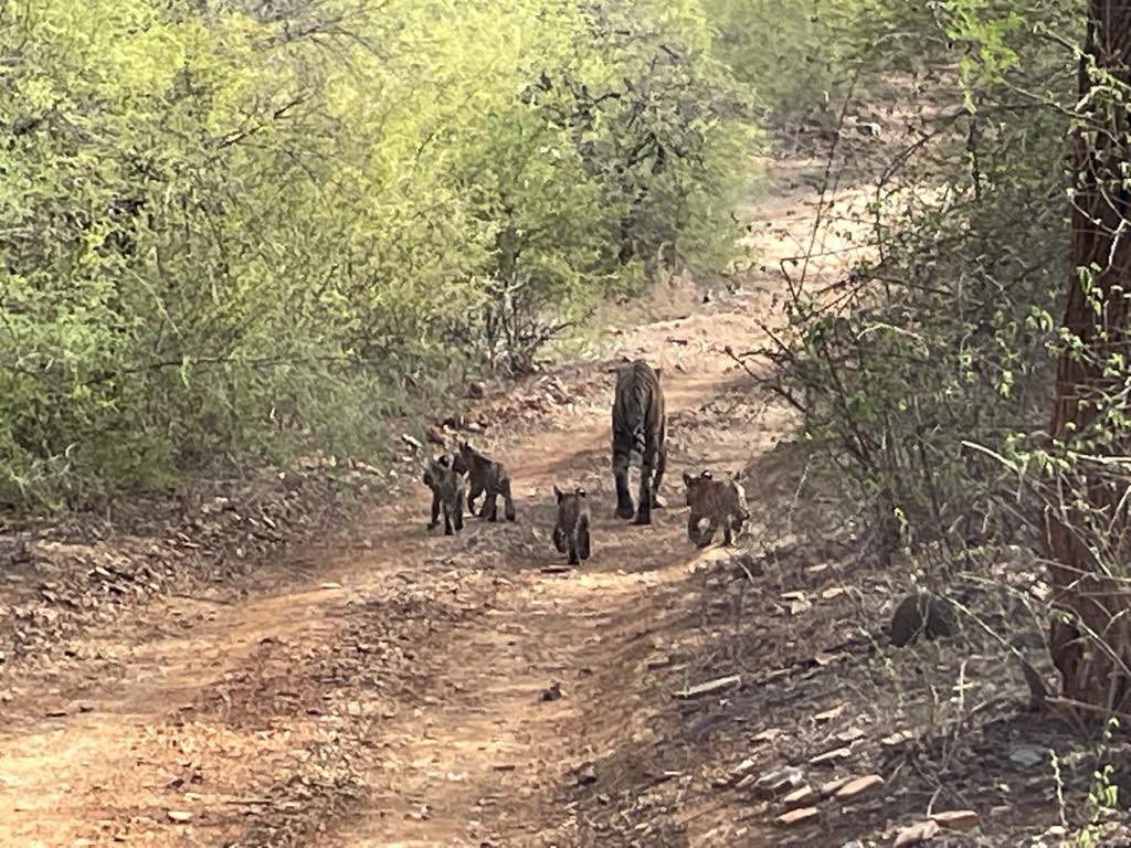 HussainYuman tweet media