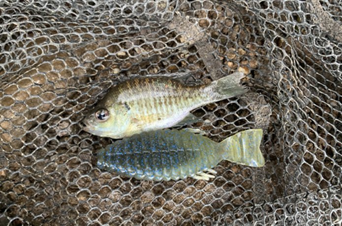 Tsurihack Bass 釣りハック バス 公式 على تويتر ギルがいるところにはバスもいる ブルーギルのような扁平シルエットが特徴のギル系ワーム 様々なリグに対応 トレーラーとしても有効なんです そこで使い方からおすすめワームを厳選してお届け バスの