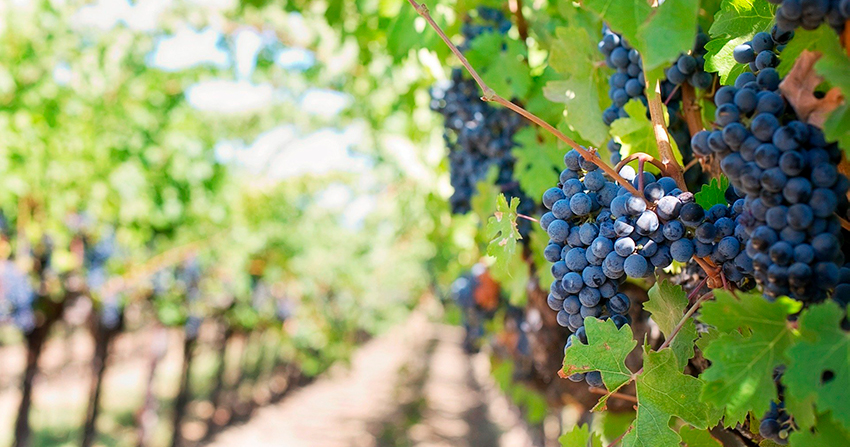 vitigeoss_EU's tweet photo. #VitiGEOSS has the ambition to make use of the potential of #EarthObservation services 🛰️and contribute to a responsible production of #wine🍇 by minimising the use of chemical fertilisers and pesticides 

👉https://t.co/dydfo5jn3q https://t.co/42Lf3H90Wz