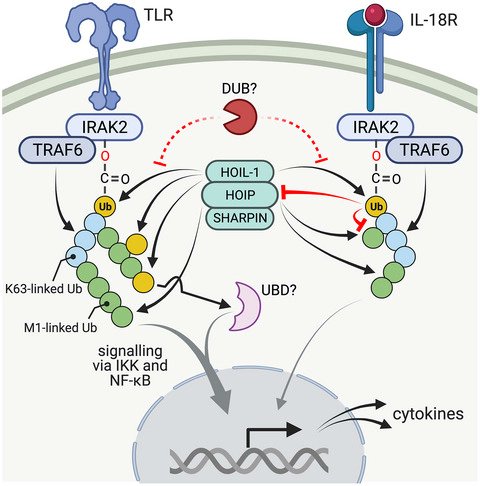 Rune Busk Damgaard (@rbdamgaard) on Twitter photo Ester-linked ubiquitination is emerging as a new signalling mechanism. The Cohen lab <a href="/mrcppu/">MRC PPU</a> now provides genetic evidence that ester-linked Ub controls M1 chain assembly and immune responses. <a href="/jnpruneda/">Jonathan Pruneda</a> and I discuss these recent findings in <a href="/FEBSJournal/">The FEBS Journal</a>: onlinelibrary.wiley.com/share/author/P… Ester-linked ubiquitination is emerging as a new signalling mechanism. The Cohen lab <a href="/mrcppu/">MRC PPU</a> now provides genetic evidence that ester-linked Ub controls M1 chain assembly and immune responses. <a href="/jnpruneda/">Jonathan Pruneda</a> and I discuss these recent findings in <a href="/FEBSJournal/">The FEBS Journal</a>: onlinelibrary.wiley.com/share/author/P…