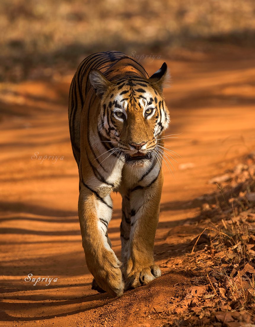 Supriya on Twitter: Supriya on Twitter: