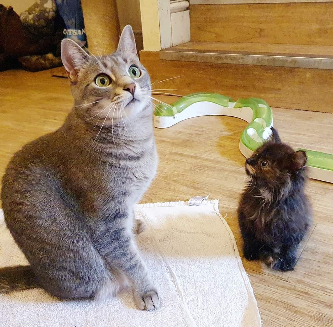 Rescue Me tweet media