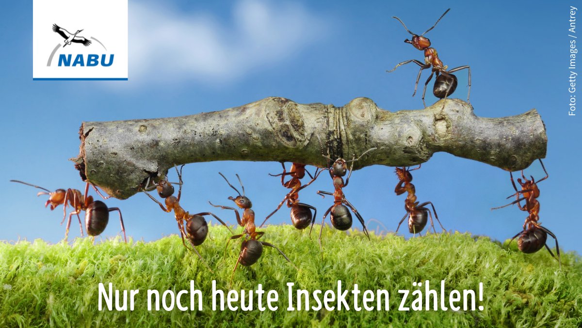 Letzte Chance: Heute könnt ihr noch beim #Insektensommer #mitmachen. Mit unserer kostenlosen Web-App können auch Insekten-Neulinge heimische Krabbler 🐜🐝🐞🦟🦗ganz leicht bestimmen und melden. Und jetzt: Ab nach draußen mit euch! 🌳☘️🌻🌾 NABU.de/insektensommer…