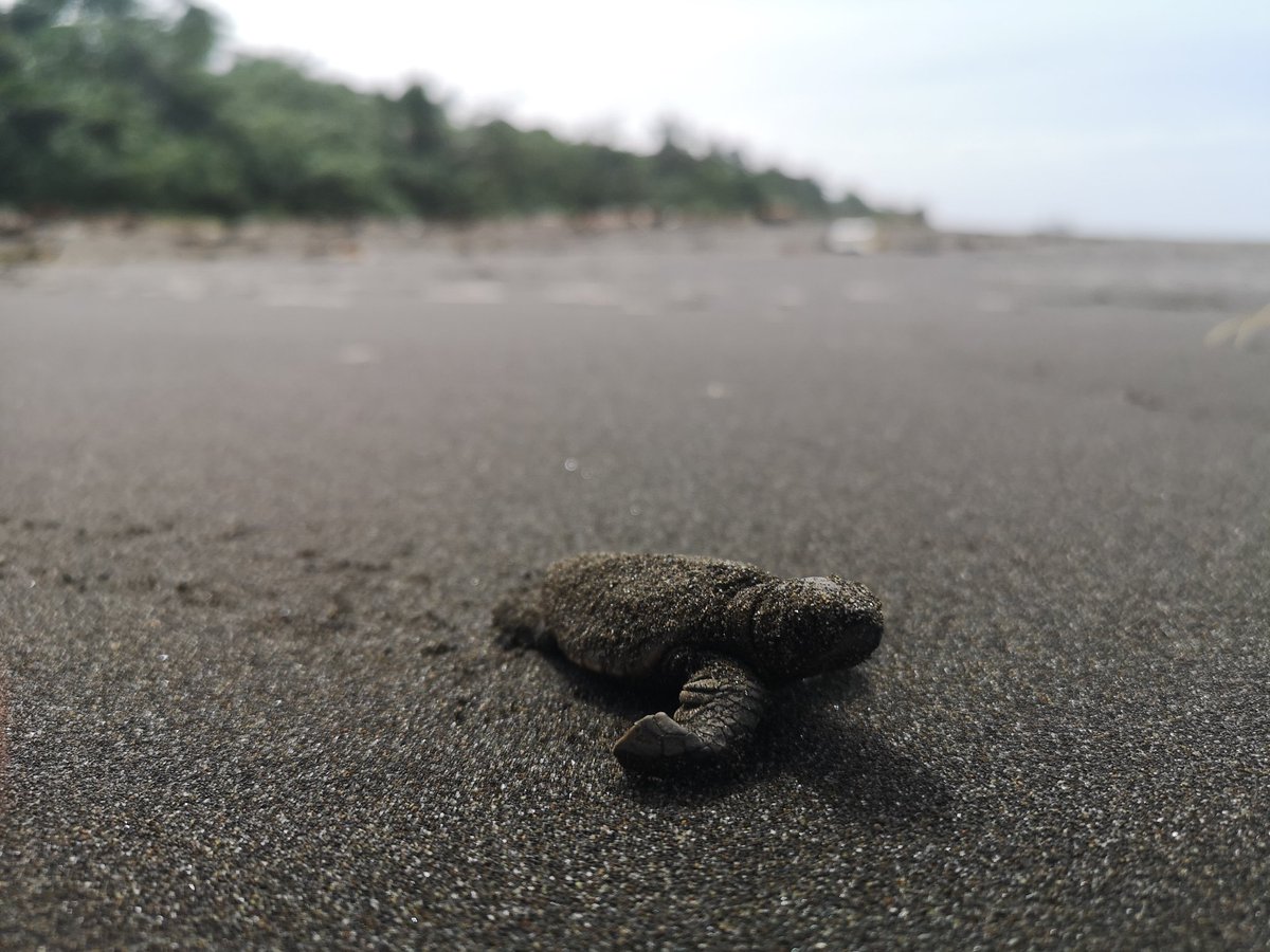 LimondHeather's tweet photo. Hatchlings of two out of the three sea turtle species that nest in Tortuguero National Park!
Photo 1: Hawksbill
Photo 2: Leatherback https://t.co/bj9yPXqOQC