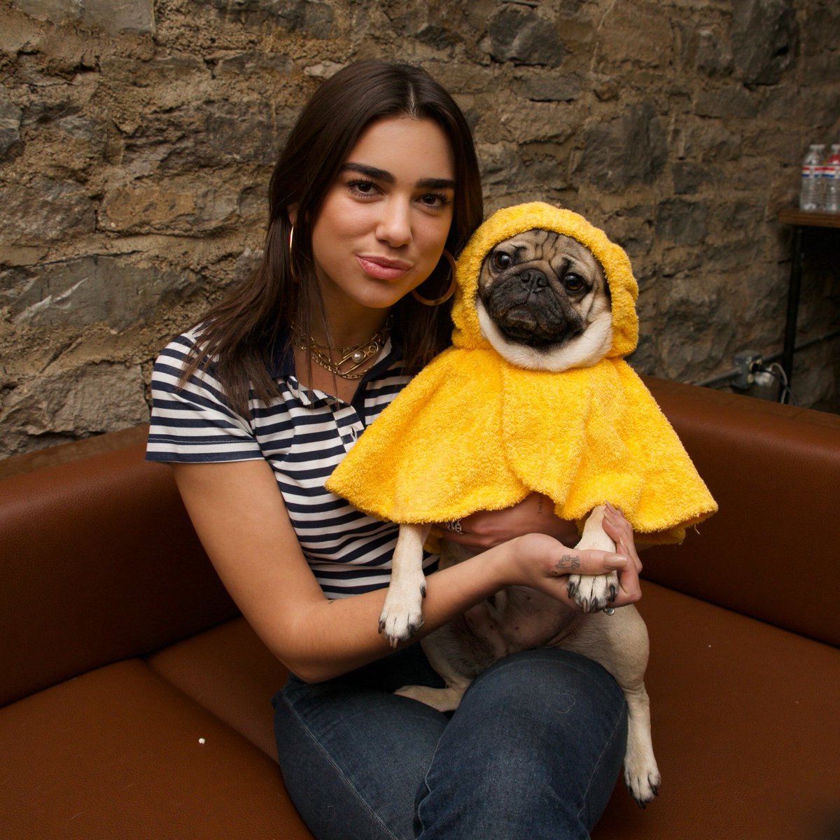 itsdougthepug tweet picture