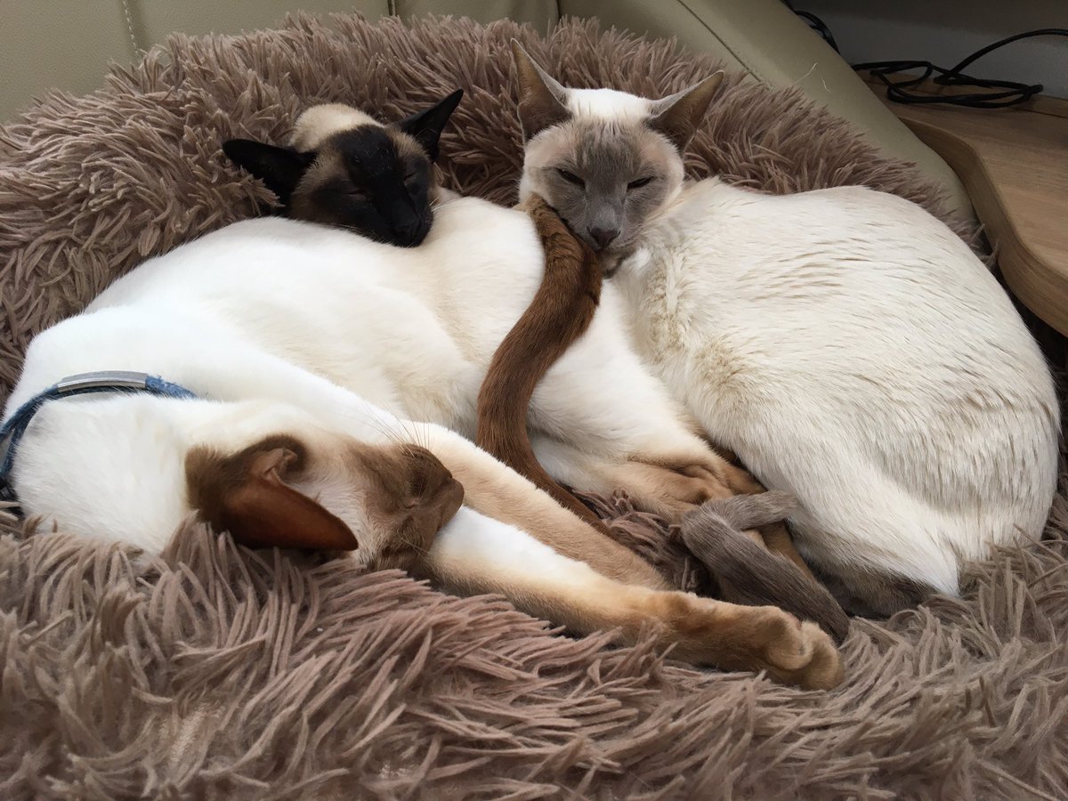 Diablo_Siamese's tweet photo. And while we do this!! …..#DoggoDaygen is being #Cute and doing this!! #CatsRule #HowVeryDareHe #AttentionSeeker #Siamigos @jolenehunter @moanline #CatsOfTwitter #catsofinstagram #DogsofTwittter https://t.co/2jY0IgdO4a