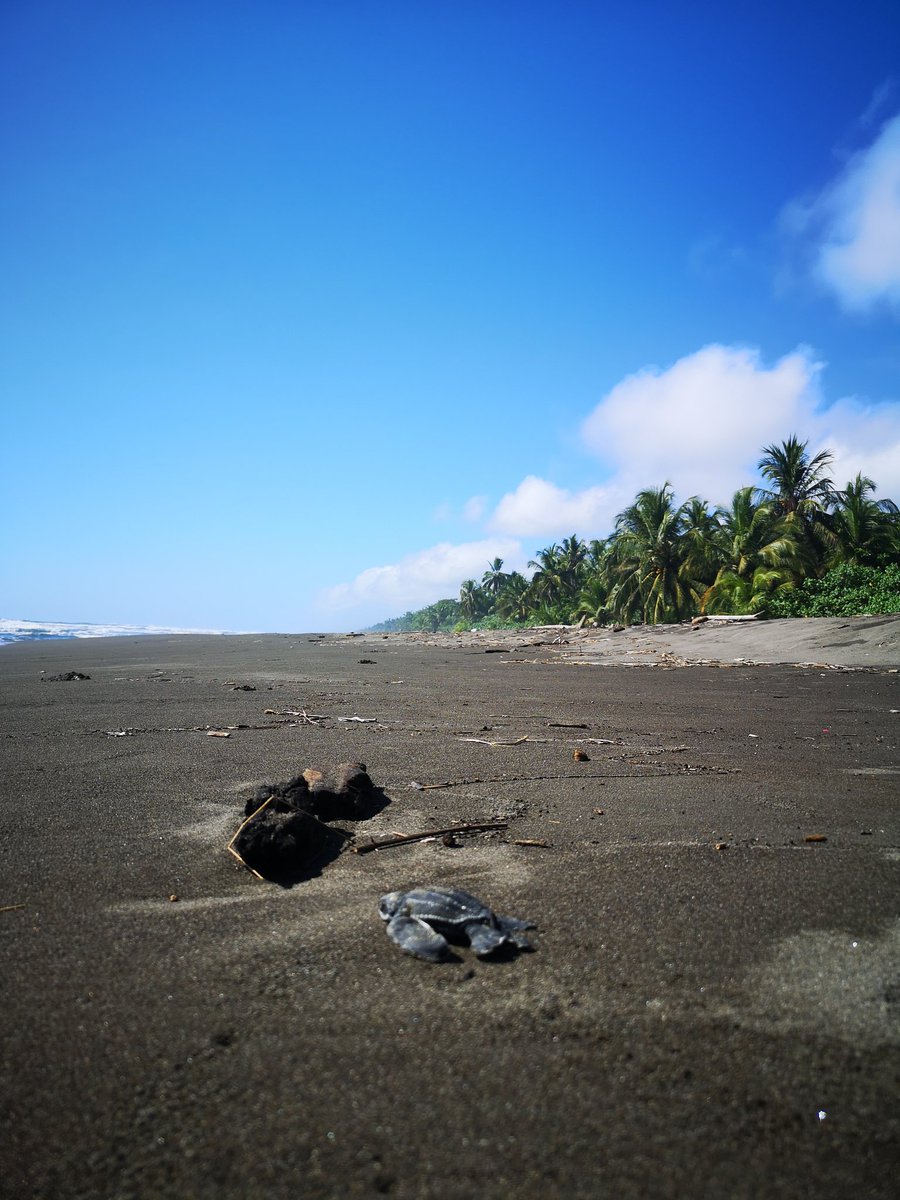 LimondHeather's tweet photo. Hatchlings of two out of the three sea turtle species that nest in Tortuguero National Park!
Photo 1: Hawksbill
Photo 2: Leatherback https://t.co/bj9yPXqOQC